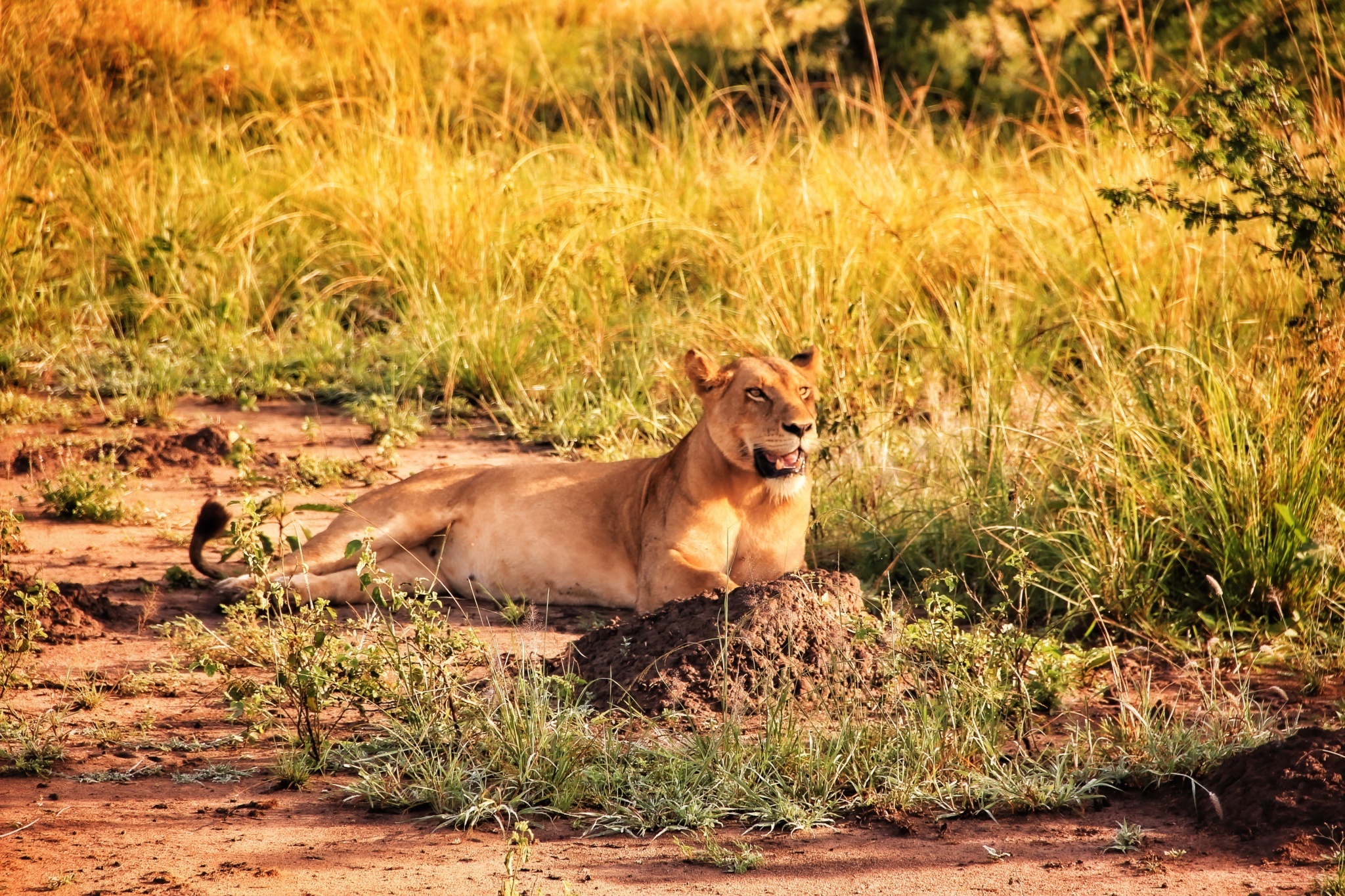 uganda-safari