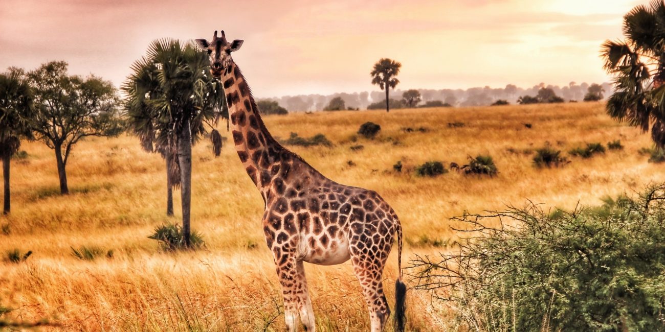 uganda-safari