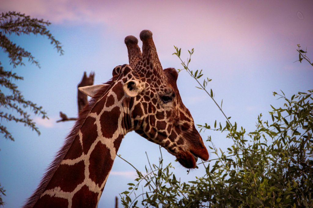 kenia-safari