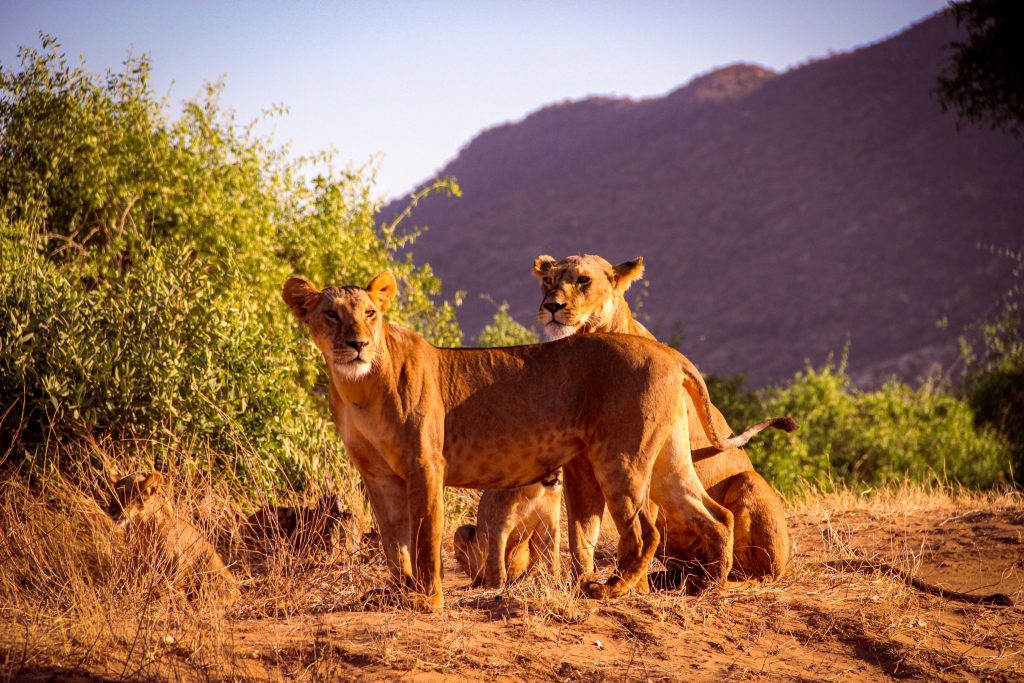 kenia-safari