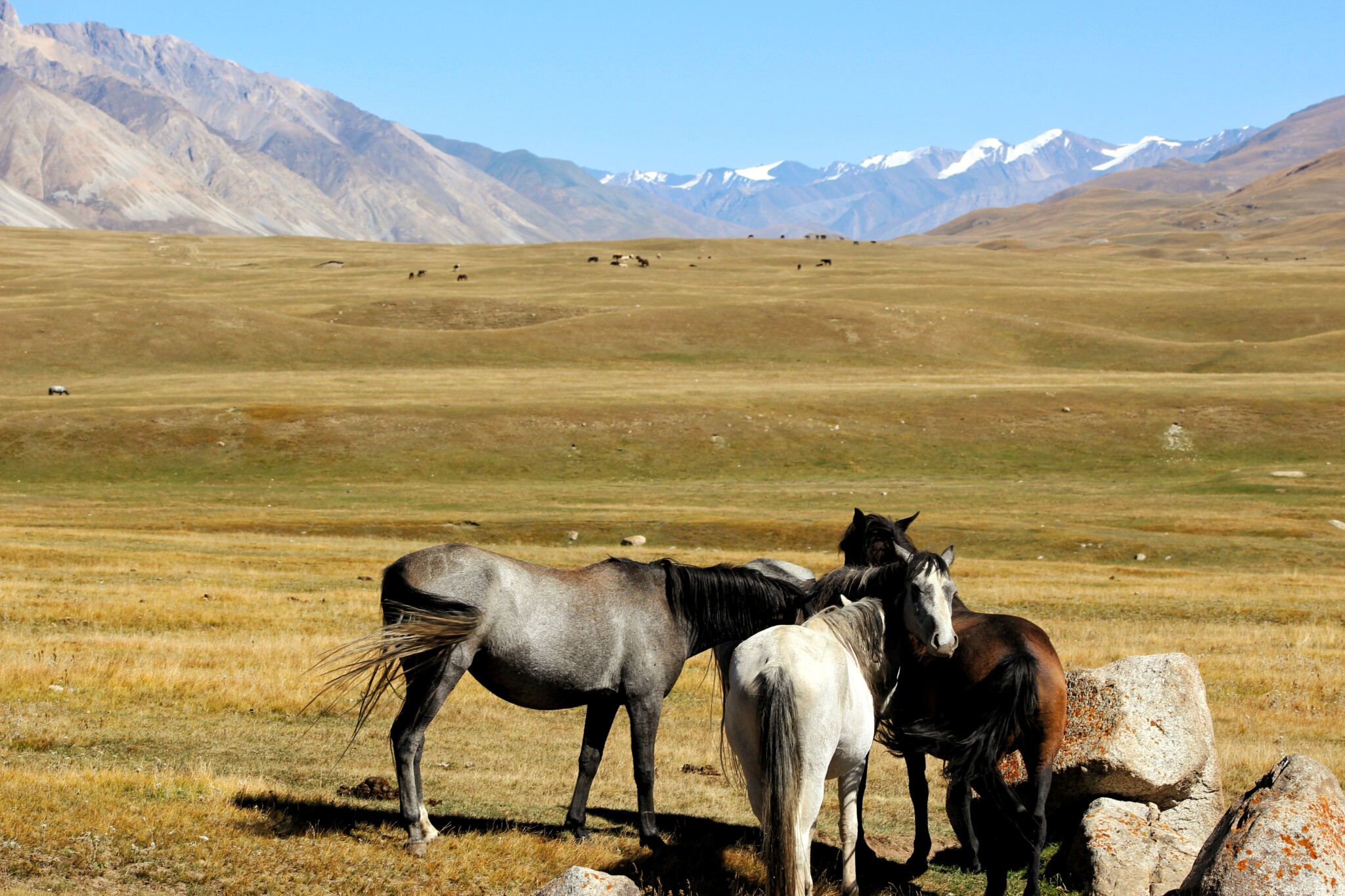 kirgistan-dziekie-konie